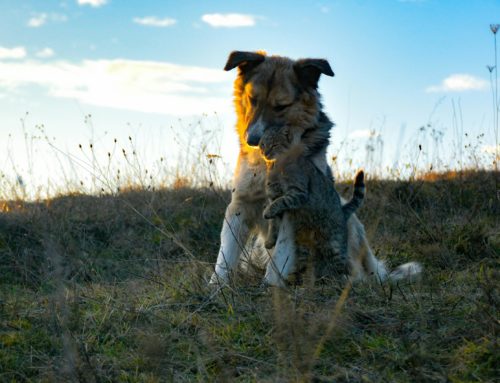 Pet Grooming Van vs. Traditional Grooming: Which Is the Best Choice for Your Dog?